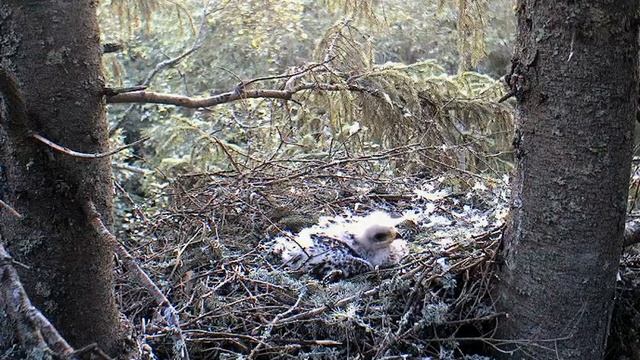 LS eagle nest in Estonia,what a cutie pie Kalve is,7/14/12 смотреть онлайн