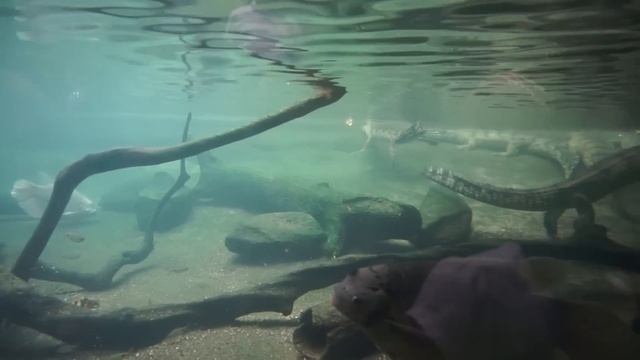 Bronx Zoo Complete Tour New York #bronxzoo #NewYork