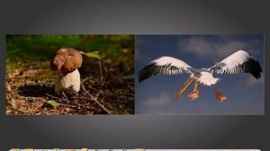 Как создать фотоальбом с эффектом перелистывания страниц.