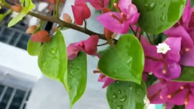 Bougainvillea Tree смотреть онлайн
