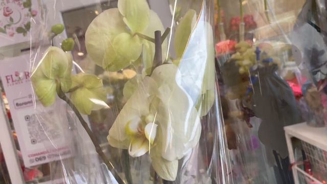 #dailyvlog Не только орхидейный обзор. 🌸Прогуляемся по моему любимому району Кишинёва - Ботаника 🥰 смотреть онлайн