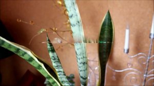 Тёщин язык? Сансевиерия - перфект! Приметы. Не верьте "злым" цветочницам!