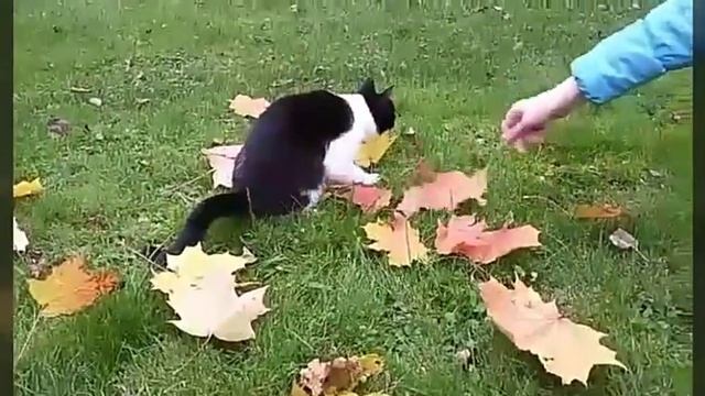 Осенняя фотосессия Марселя??? смотреть онлайн