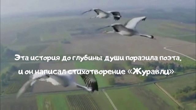 День белых журавлей "Белым клином летят журавли, и курлыча, стонут они.." смотреть онлайн