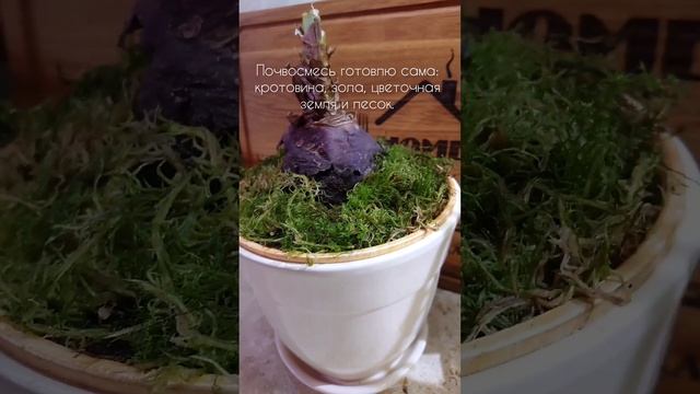 Гиппеаструм, Амариллис пересадка подробно в комментариях смотреть онлайн