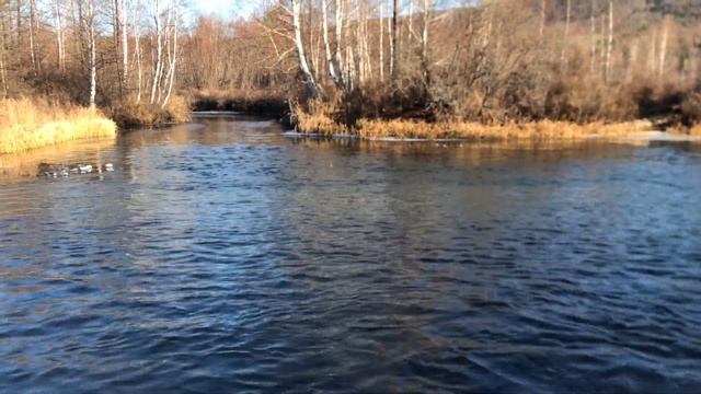 Здоровенный хариус на лесной речке. смотреть онлайн
