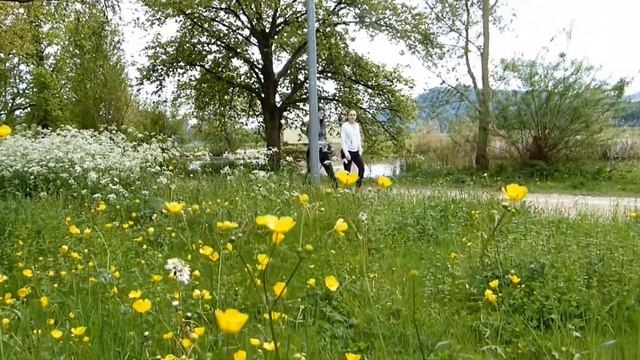 F- 107- Полевые цветы HD смотреть онлайн