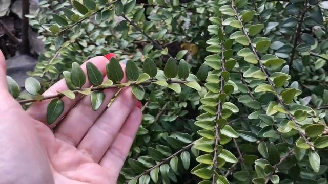 Супер украшение для сада ‼️ Вечнозелёный кустарник жимолость шапочная ‼️.mp4 смотреть онлайн