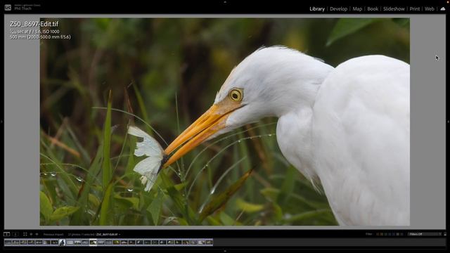 Merritt Island Wildlife Photography • Canon R6 Nikon Z50 смотреть онлайн