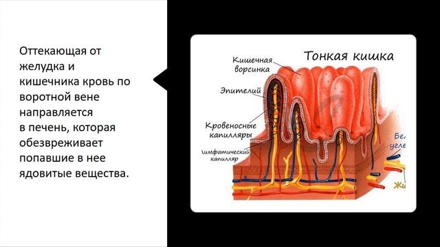Пищеварительная система. Тема 36. Пищеварение в желудке и кишечнике. Регуляция пищеварения смотреть онлайн