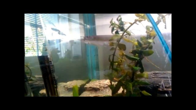 Oscar's, hujeta's, green terror's and electric blue Jack dempsey eating black neon tetra. смотреть онлайн