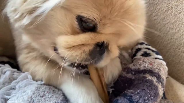 ASMR- Relaxing with my Pekingese - lots of slurping & chewing sounds 💕🐶💕🐶 смотреть онлайн