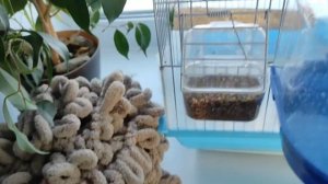 Зебровые амадины. Самец высиживает яйца