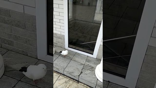 #Анапа. Белый голубь с чёрным хвостом смотреть онлайн