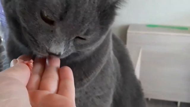 Завтрак для кошек курица и говядина. Breakfast For Cats Chicken And Beef