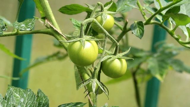 Сотовый поликарбонат ГРИНХАУС-НАНО (часть 3, уход за томатами в теплице в первой половине июля) смотреть онлайн