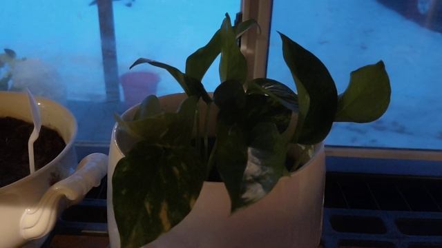 Money Plant Epipremnum aureum #HOUSEPLANT смотреть онлайн