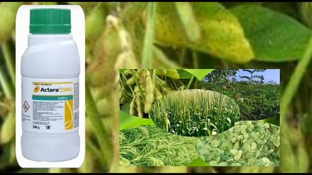 Syngenta Actara Insecticide |Thiamethoxam 25 %WG |Actara