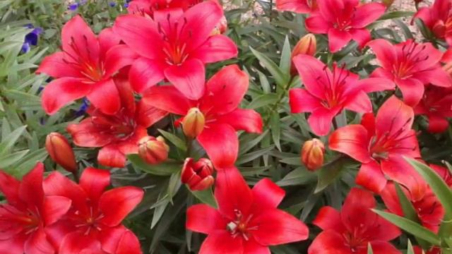 любимое лето смотреть онлайн