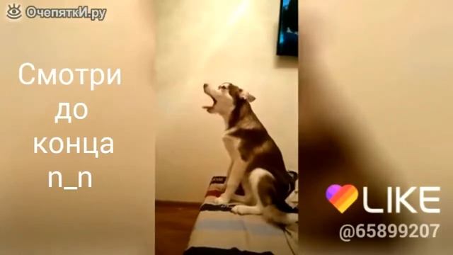 Хозяин ругает хаски (Видео с сайта Очепятки.ру) смотреть онлайн
