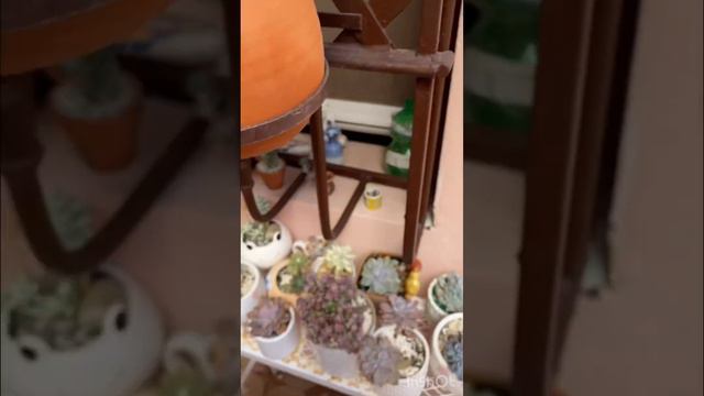 Sedeveria Maxwell . Cuidados