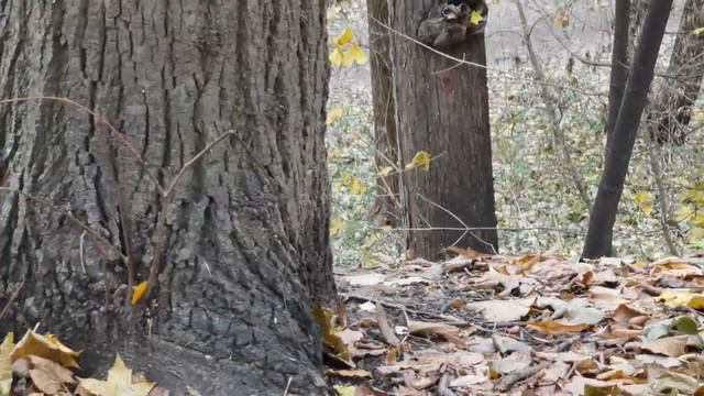 Кормим белочек 🐿️ в Нескучном саду (04.11, Парк Горького, Москва) | Feeding the squirrels | # 128 смотреть онлайн
