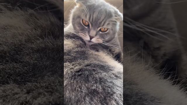 Мой кот ночью😁 смотреть онлайн