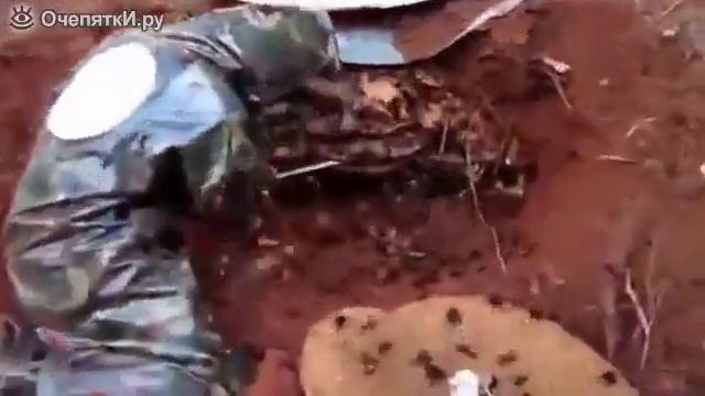 Разорение гнезда шершней смотреть онлайн