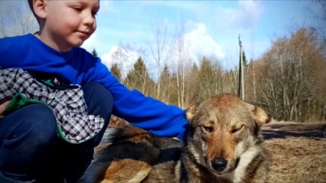 Дети полгода подкармливали бездомного пса. Недавно он их отблагодарил! смотреть онлайн