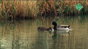 Закон любви. Анонс. Канал Зоо ТВ.
