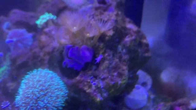 В моем морском аквариуме появился голожаберник. смотреть онлайн