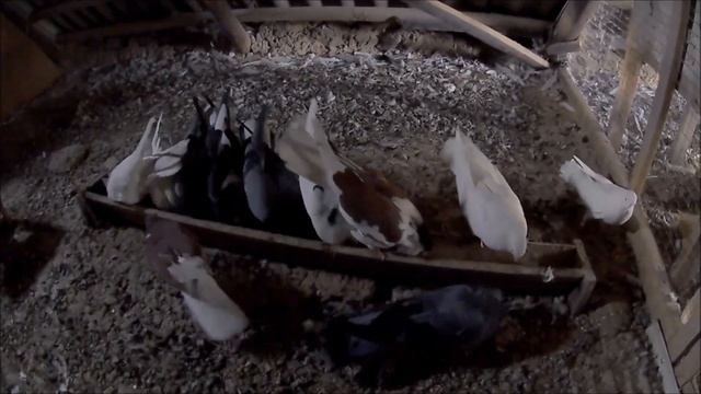 СКОЛЬКО ЛЕТ ЖИВУТ ГОЛУБИ??? Николаевские голуби. Ответы на вопросы в комментариях. Голуби Украины. смотреть онлайн