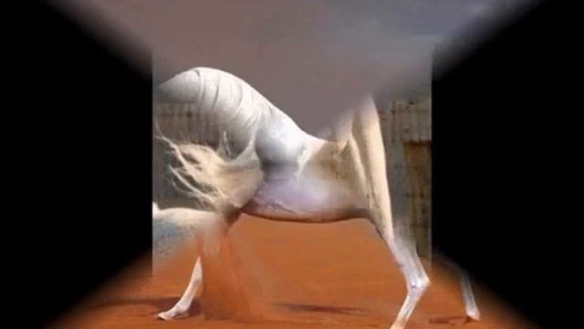 Арабская чистокровная . Arabian horse смотреть онлайн