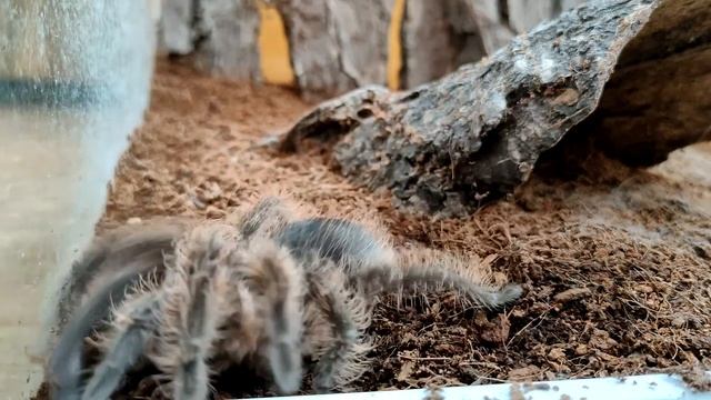 Tliltocatl albopilosus (ex Brachypelma albopilosum) - лучший первый паук смотреть онлайн