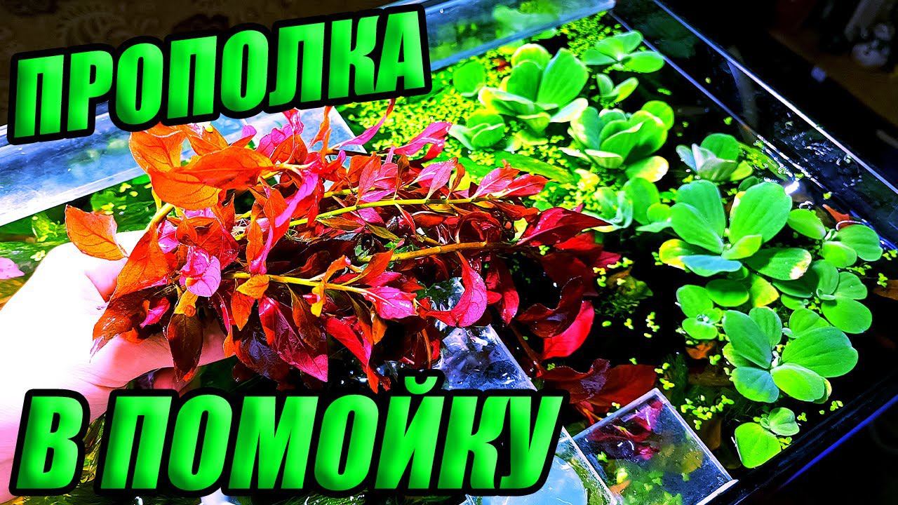 Прополка растений в аквариуме травнике. Растения в мусорку! смотреть онлайн