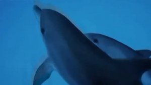 дельфины против акул
