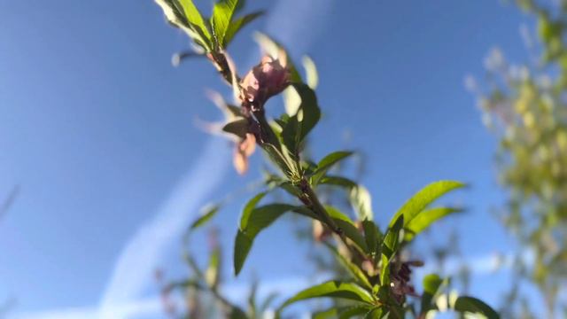 Peach Tree | 2022 Spring Garden | Green Organic Love смотреть онлайн