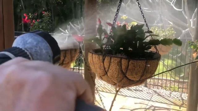 DİKENLERİN TACI BİTKİSİ İLE İLGİLİ BÜTÜN PÜF NOKTALARI!! смотреть онлайн