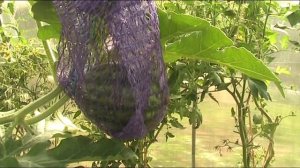 Подвязка арбуза в теплице на шпалере // Секреты хороших урожаев.