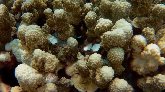 Cinnamon Clownfish in anemone, Kwajalein, Marshall Islands смотреть онлайн