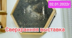 Пчелы. Заселение пчёл в стеклянный улей (Bee.)