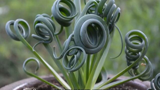 Альбука спиральная — выращивание и размножение смотреть онлайн