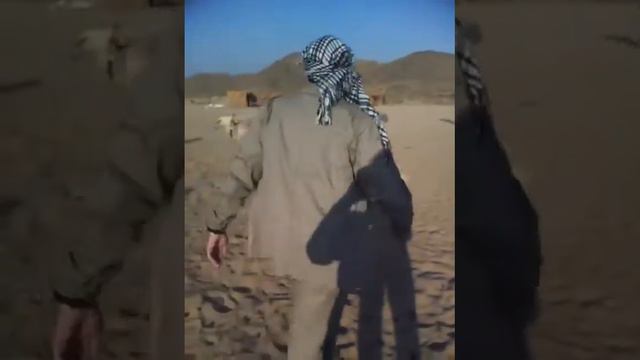 Прикольное катание на вредных верблюдах смотреть онлайн