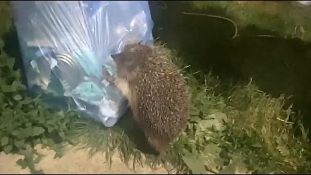 Выхожу на улицу... ОПА. Застала ёжика с поличным, а он притворился, типа - меня здесь нет смотреть онлайн