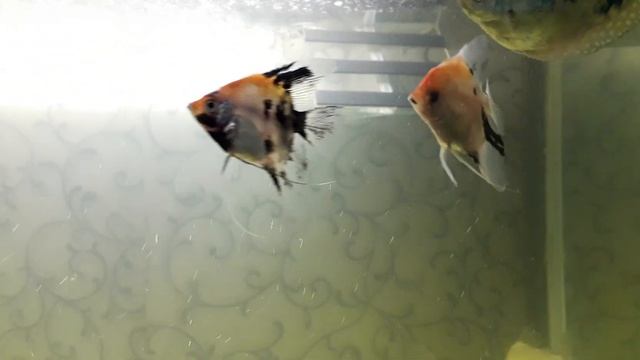 Сазан и Амур в аквариуме смотреть онлайн