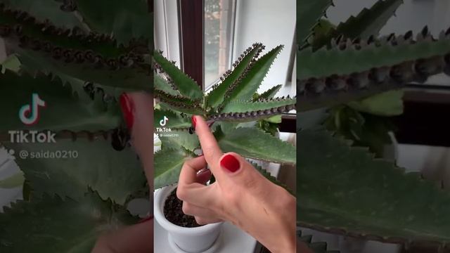 Каланхоэ и детки смотреть онлайн