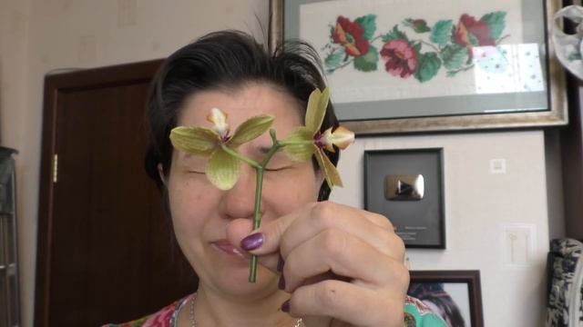 Так и живу. Про орхидеи, подарок, окно и кофточку умалишенной вязальщицы смотреть онлайн