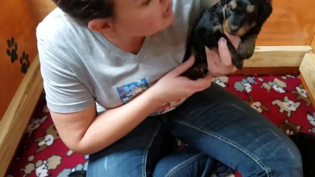 Diva's AussieDoodle Puppies At 4 Weeks Old