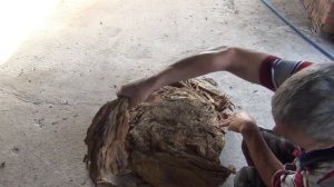 Проветривание табака после ферментации