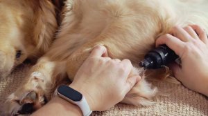 Стрижка когтей у собак без крови. Гриндер для собак